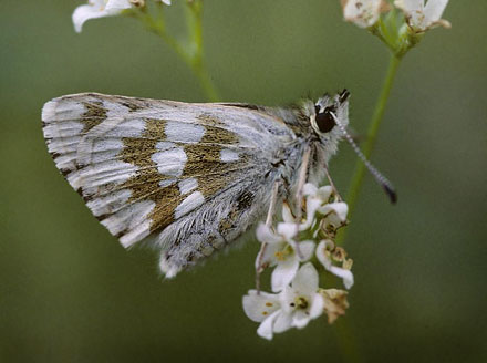 Tornet Mosaikbredpande, Muschampia cribrellum. Transsylvanien, Rumnien d. 30 maj 2004. Fotograf; Tom Nygaard Kristensen