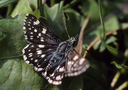 Tornet Mosaikbredpande, Muschampia cribrellum. Transsylvanien, Rumnien d. 30 maj 2004. Fotograf; Tom Nygaard Kristensen