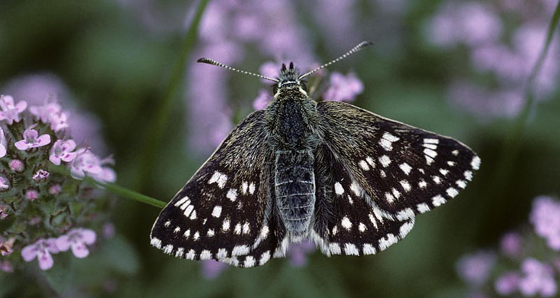 Tornet Mosaikbredpande, Muschampia cribrellum. Transsylvanien, Rumnien d. 30 maj 2004. Fotograf; Tom Nygaard Kristensen