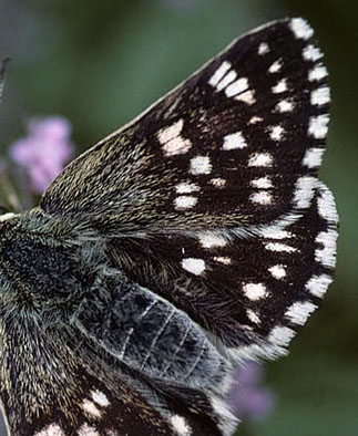 Tornet Mosaikbredpande, Muschampia cribrellum. Transsylvanien, Rumnien d. 30 maj 2004. Fotograf; Tom Nygaard Kristensen