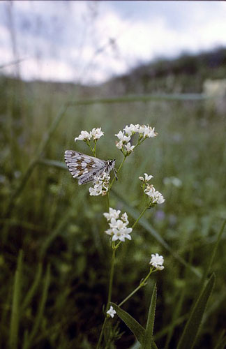 Tornet Mosaikbredpande, Muschampia cribrellum. Transsylvanien, Rumnien d. 30 maj 2004. Fotograf; Tom Nygaard Kristensen