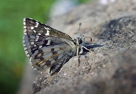 Mørkringet Bredpande, Pyrgus carthami. Cluj, 400 m,Transsylvanien, Rumænien d. 28 maj 2004. Fotograf; Tom Nygaard Kristensen