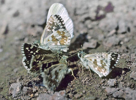 Mrkringet Bredpande, Pyrgus carthami.  Cluj, 400 m,Transsylvanien, Rumnien d. 28 maj 2004. Fotograf; Tom Nygaard Kristensen