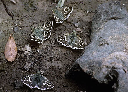 Mrkringet Bredpande, Pyrgus carthami.  Cluj, 400 m,Transsylvanien, Rumnien d. 28 maj 2004. Fotograf; Tom Nygaard Kristensen