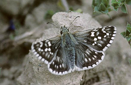 Mrkringet Bredpande, Pyrgus carthami.  Cluj, 400 m,Transsylvanien, Rumnien d. 28 maj 2004. Fotograf; Tom Nygaard Kristensen