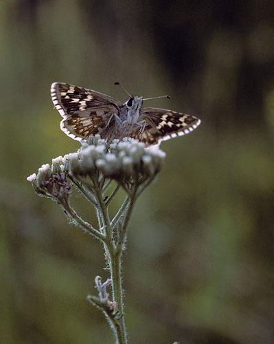 Mørkringet Bredpande, Pyrgus carthami. Cluj, 400 m,Transsylvanien, Rumænien d. 28 maj 2004. Fotograf; Tom Nygaard Kristensen