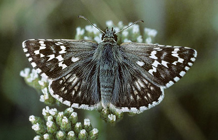 Mørkringet Bredpande, Pyrgus carthami. Cluj, 400 m,Transsylvanien, Rumænien d. 28 maj 2004. Fotograf; Tom Nygaard Kristensen