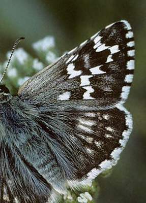 Mørkringet Bredpande, Pyrgus carthami. Cluj, 400 m,Transsylvanien, Rumænien d. 28 maj 2004. Fotograf; Tom Nygaard Kristensen