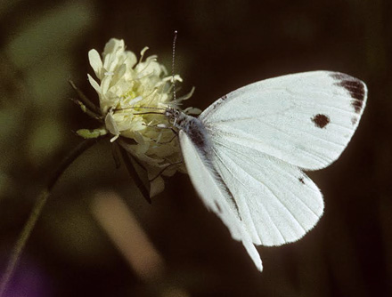 Balkan-Klsommerfugl, Pieris balcana f. herculana. Rumnien d. 10 august  1915. Fotograf; Tom Nygaard Kristensen