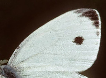 Balkan-Klsommerfugl, Pieris balcana f. herculana. Rumnien d. 10 august  1915. Fotograf; Tom Nygaard Kristensen