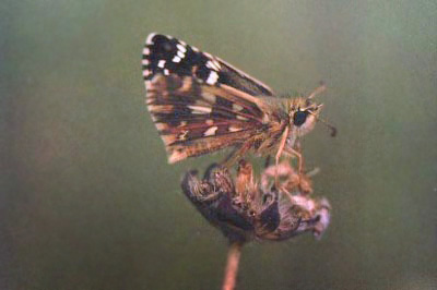 Vinkelbredpande, Pyrgus cirsii. Sierra de Valdemeca, 1250 m, prov. Cuenca, Spanien d. 30 juli 2002. Fotograf; Tom Nygaard Kristensen 