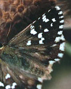 Vinkelbredpande, Pyrgus cirsii. Sierra de Valdemeca, 1250 m, prov. Cuenca, Spanien d. 30 juli 2002. Fotograf; Tom Nygaard Kristensen