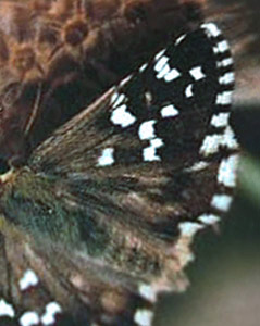 Vinkelbredpande, Pyrgus cirsii. Sierra de Valdemeca, 1250 m, prov. Cuenca, Spanien d. 30 juli 2002. Fotograf; Tom Nygaard Kristensen 