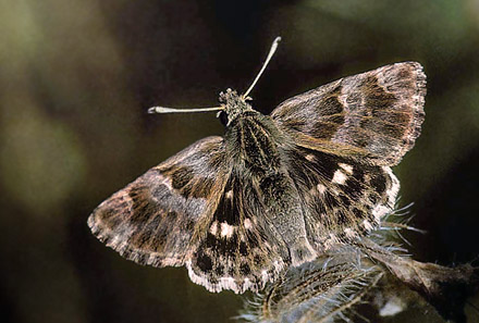 Marmorbredpande, Carcharodus baeticus. Linares, Spanien 2006. Fotograf; Tom Nygaard Kristensen