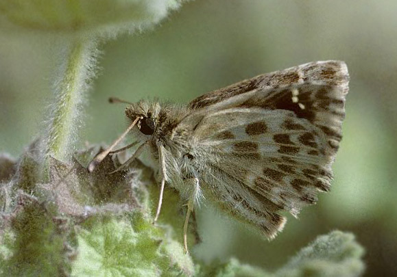 Marmorbredpande, Carcharodus baeticus. Linares, Spanien 2006. Fotograf; Tom Nygaard Kristensen