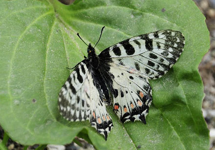 stlig Guirlandesommerfugl, Zerynthia cerisyi ssp. ferdinandi. Serbien d. 24 juni 2014. Fotograf; Tom Nygaard Kristensen