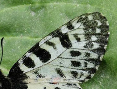 stlig Guirlandesommerfugl, Zerynthia cerisyi ssp. ferdinandi. Serbien d. 24 juni 2014. Fotograf; Tom Nygaard Kristensen