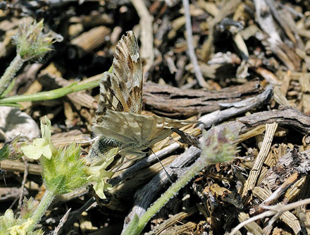 Lys Marmorbredpande, Carcharodus lavatherae. Sierra de la Sagra, Spanien  d. 12 juli 2014. Fotograf; Tom Nygaard Kristensen