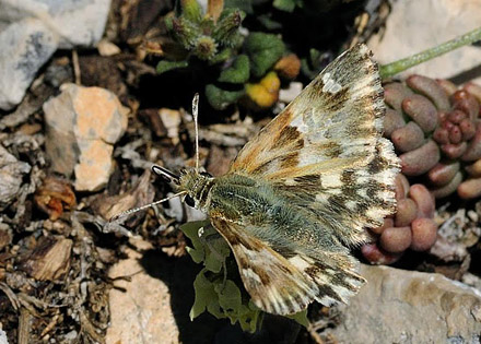 Lys Marmorbredpande, Carcharodus lavatherae. Sierra de la Sagra, Spanien  d. 12 juli 2014. Fotograf; Tom Nygaard Kristensen