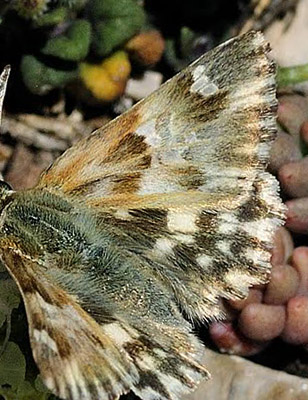 Lys Marmorbredpande, Carcharodus lavatherae. Sierra de la Sagra, Spanien  d. 12 juli 2014. Fotograf; Tom Nygaard Kristensen