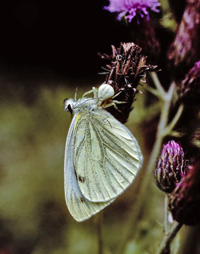 Grønåret Kålsommerfugl, Pieris napi. Pyrenæerne, Spanien juli 1994. Fotograf; Tom Nygaard Kristensen