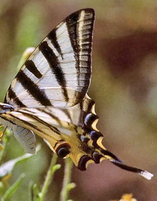 Iberisk Svalehale, Iphiclides festhamelii. Andalucien, Spanien juli 1997. Fotograf:; Tom Nygaard Kristensen