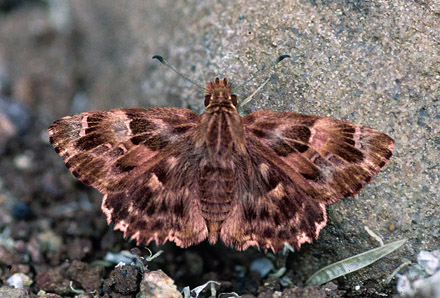 Marmorbredpande, Carcharodus alceae. Madrid, Spanien d. 25 april 1999. Fotograf; Tom Nygaard Kristensen