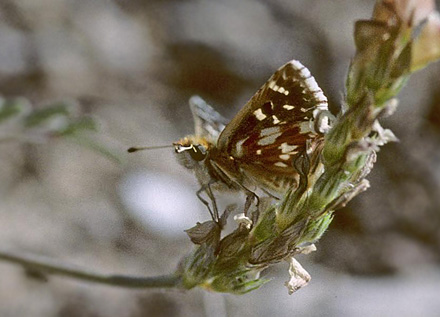 Rubinbredpande, Spialia sertorius. Campo Real, Spanien d. 25 april 1999. Fotograf:; Tom Nygaard Kristensen