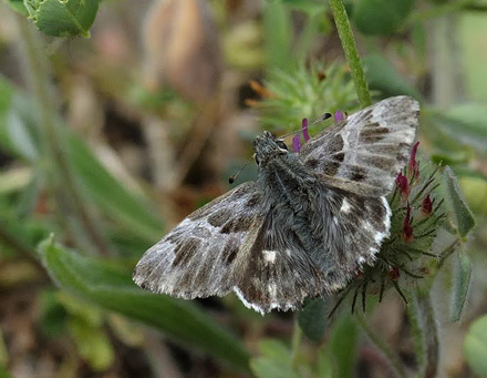 Orientalsk Marmorbredpande, Carcharodus orientalis. Krim halven, Ukraine d. 25 maj 2008. Fotograf; Tom Nygaard Kristensen