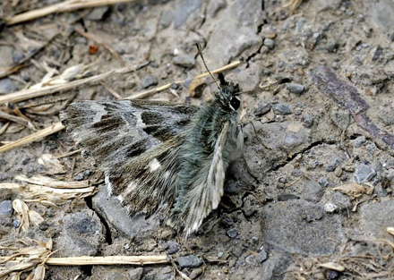 Orientalsk Marmorbredpande, Carcharodus orientalis. Krim halven, Ukraine d. 25 maj 2008. Fotograf; Tom Nygaard Kristensen