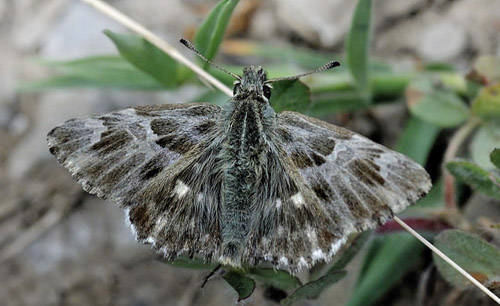 Orientalsk Marmorbredpande, Carcharodus orientalis. Krim halven, Ukraine d. 25 maj 2008. Fotograf; Tom Nygaard Kristensen