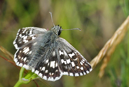 Grlig Hjlandsbredpande, Pyrgus cinarae. Kaya, Krim Halven, Ukraine d 25 juni 2010. Fotograf; Tom Nygaard Kristensen