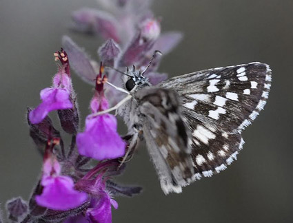 Grålig Højlandsbredpande, Pyrgus cinarae. Kaya, Krim Halvøen, Ukraine d 25 juni 2010. Fotograf; Tom Nygaard Kristensen