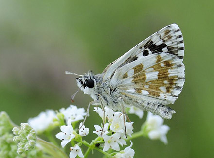 Grlig Hjlandsbredpande, Pyrgus cinarae. Kaya, Krim Halven, Ukraine d 25 juni 2010. Fotograf; Tom Nygaard Kristensen