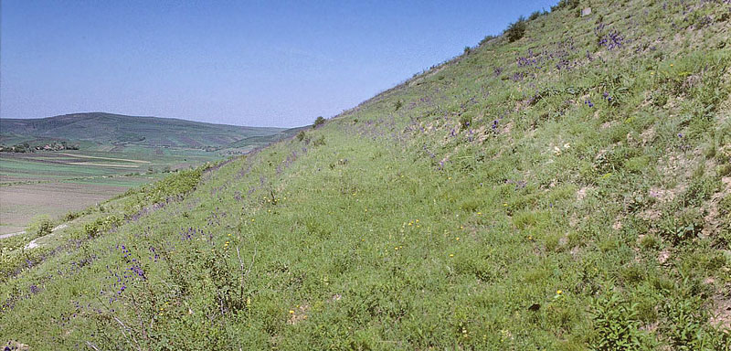 Lokalitet for Tornet Mosaikbredpande, Muschampia cribrellum. Transsylvanien, Rumnien d. 30 maj 2004. Fotograf; Tom Nygaard Kristensen