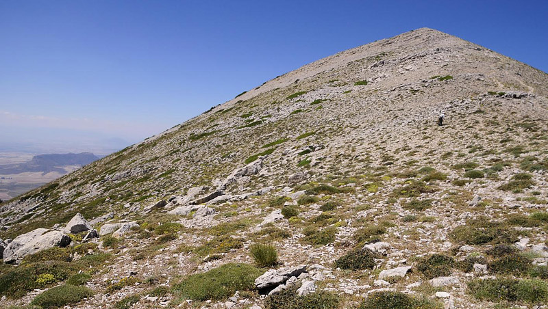 Lys Marmorbredpande, Carcharodus lavatherae. Sierra de la Sagra, Spanien  d. 12 juli 2014. Fotograf; Tom Nygaard Kristensen
