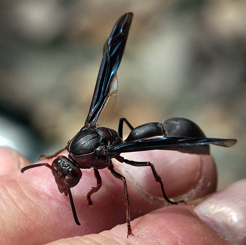 Tarantula hawk in the genera Pepsis and Hemipepsis in the family Pompilidae (spider wasps).. Caranavi, Yungas, Bolivia d. 17 january 2010. Photographer; Lars Andersen