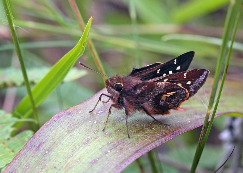 Maybe a Opigena Skipper, Thespieus opigena (Hewitson, 1866).   Unduavi route 3, 3040 m., Yungas, Bolivia d. 23 february 2009. Photographer; Lars Andersen