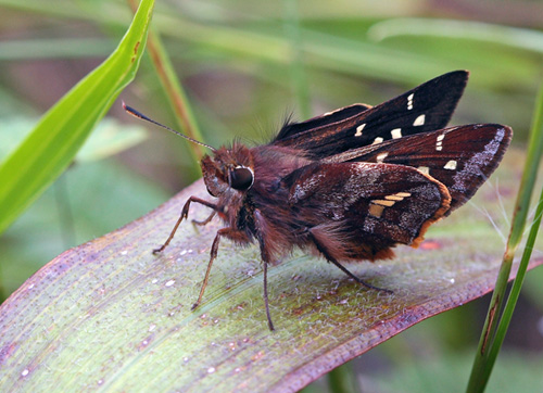 Maybe a Opigena Skipper, Thespieus opigena (Hewitson, 1866).   Unduavi route 3, 3040 m., Yungas, Bolivia d. 23 february 2009. Photographer; Lars Andersen