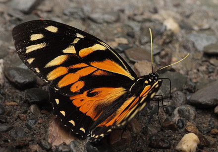 Pterourus zagreus chrysomelus. Caranavi d. 8 january 2010. Photographer; Lars Andersen