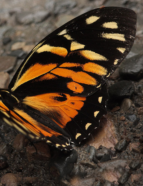 Pterourus zagreus chrysomelus. Caranavi d. 8 january 2010. Photographer; Lars Andersen 