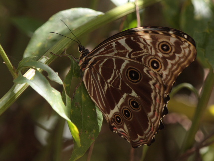 Morpho deidamia. Caranavi, Yungas, Bolivia. D. 16 January 2010. Photographer: Lars Andersen