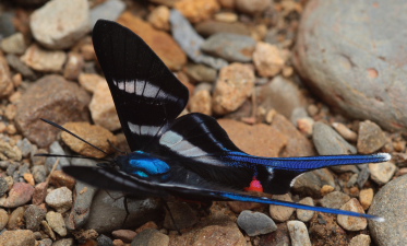 Rhetus arcius. Caranavi, Yungas, Bolivia. D. 16 January 2010. Photographer: Lars Andersen