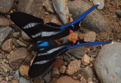 Rhetus arcius. Caranavi, Yungas, Bolivia. D. 16 January 2010. Photographer: Lars Andersen