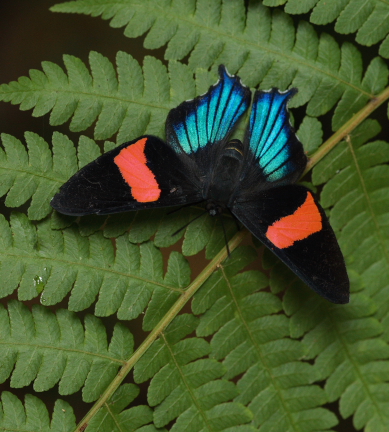 Inca Swordtail, Ancyluris inca miranda. Caranavi, Yungas, Bolivia. D. 16 January 2010. Photographer: Lars Andersen