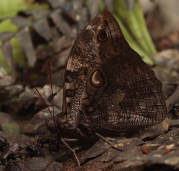 Split-banded Owlet (Opsiphanes cassina). Caranavi, Yungas. d. 17 january 2010. Photographer: Lars Andersen