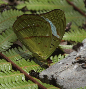 Nessaea ancaeus . Caranavi, Yungas. d. 19 January 2010. Photographer: Lars Andersen