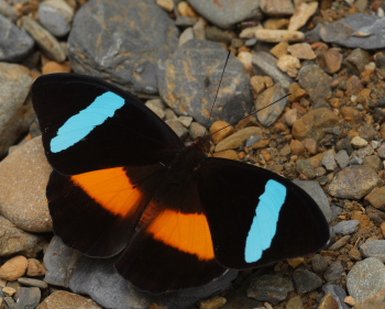 Nessaea ancaeus . Caranavi, Yungas. d. 19 January 2010. Photographer: Lars Andersen