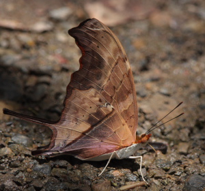 Ruddy Daggerwing, Marpesia petreus . Caranavi d. 19 january 2010. Photographer: Lars Andersen