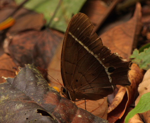 Bolivian Brown Morpho. Antirrhea philoctetes avernus. Caranavi d. 21 January 2010. Photographer; Lars Andersen